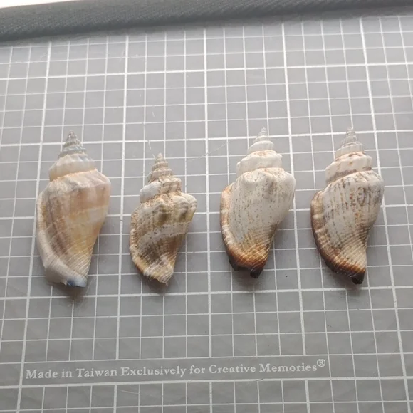 Seashell Decor - Picture 5 of 5